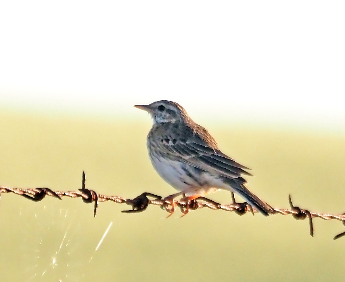 Australian Pipit - ML644174098