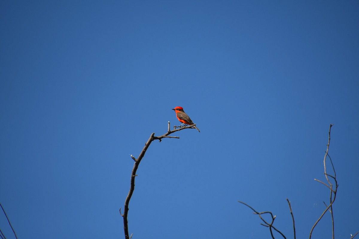 Vermilion Flycatcher - ML644174102