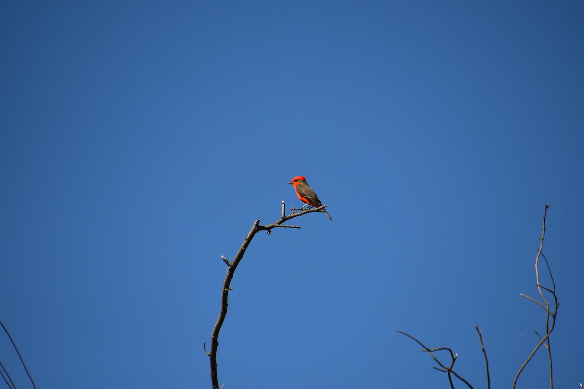Vermilion Flycatcher - ML644174103