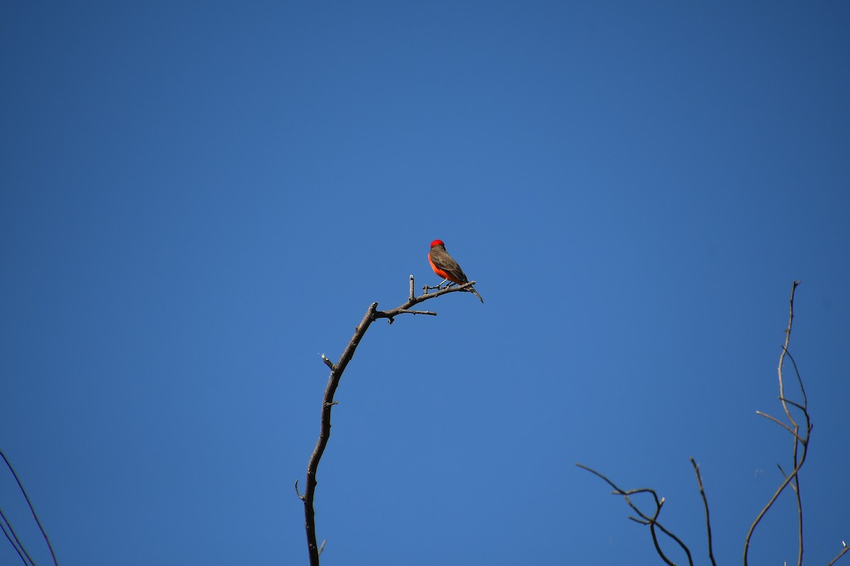 Vermilion Flycatcher - ML644174104