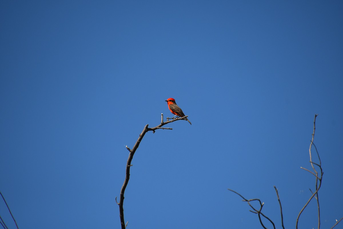 Vermilion Flycatcher - ML644174106