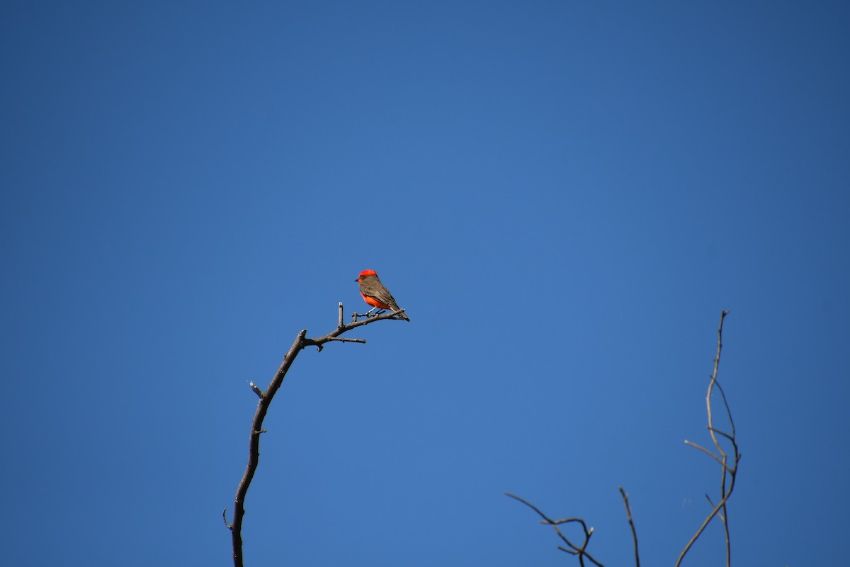 Vermilion Flycatcher - ML644174108