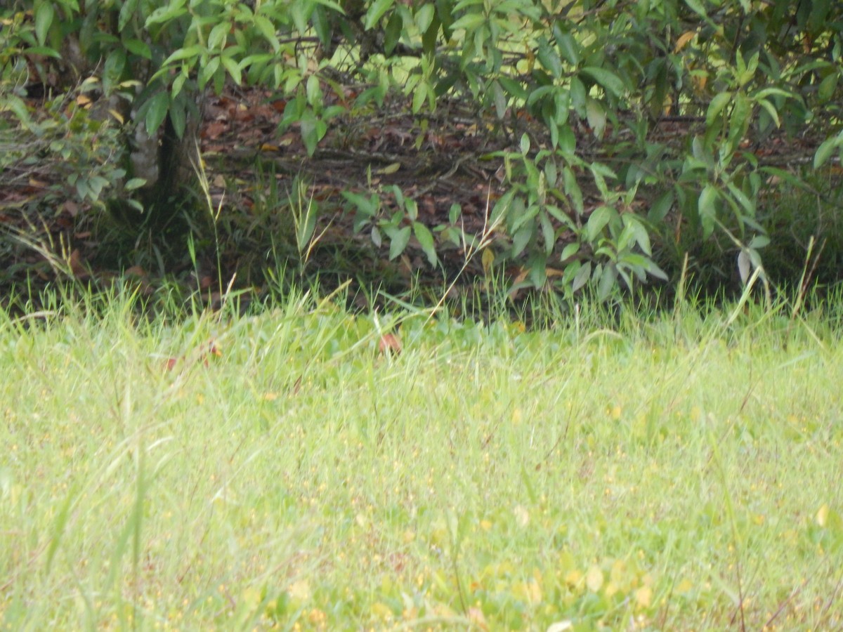 Wattled Jacana - ML644174111