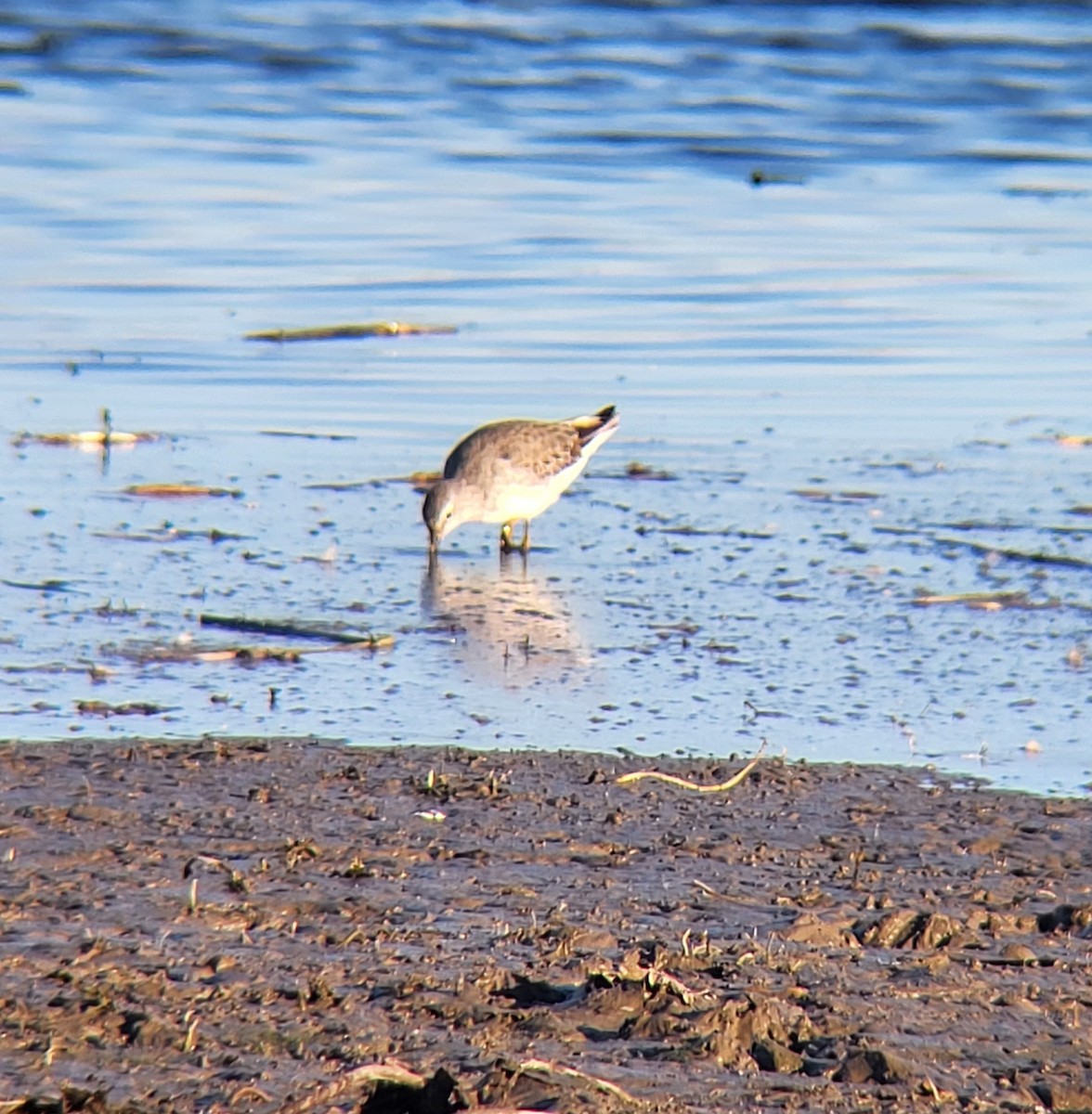 Stilt Sandpiper - ML644174114
