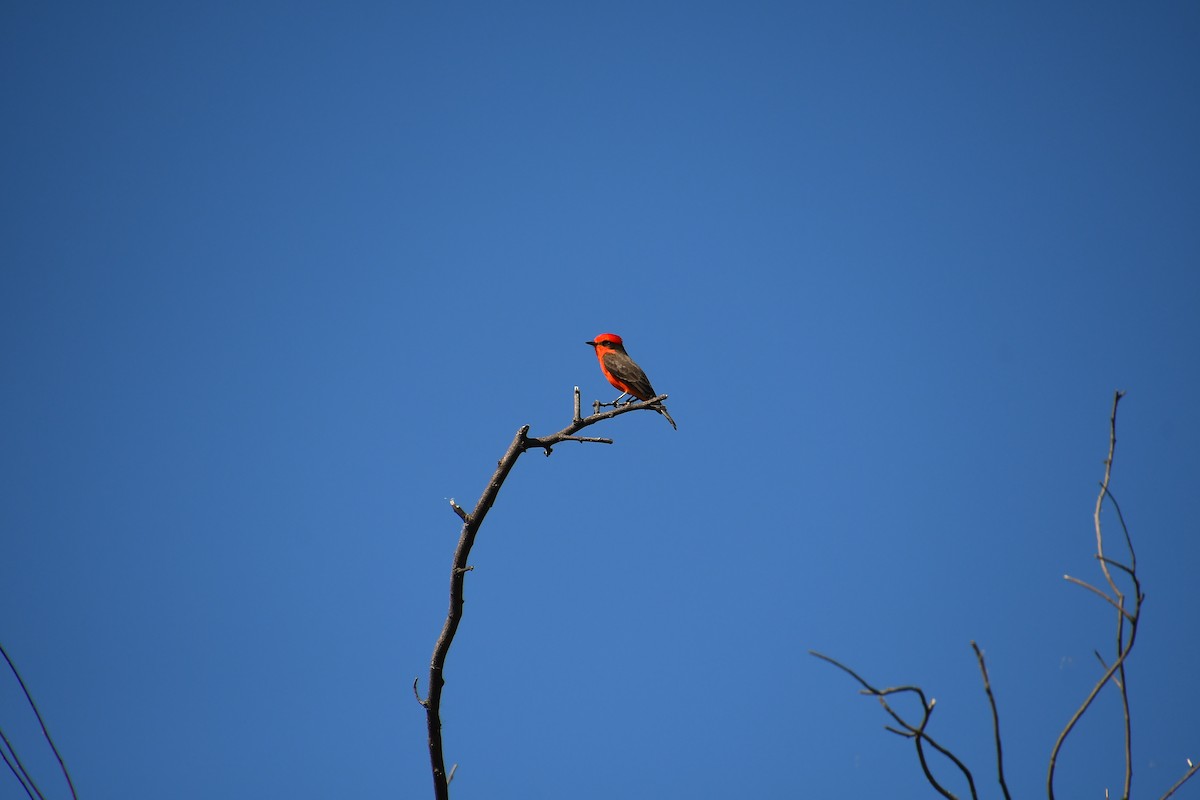 Vermilion Flycatcher - ML644174123