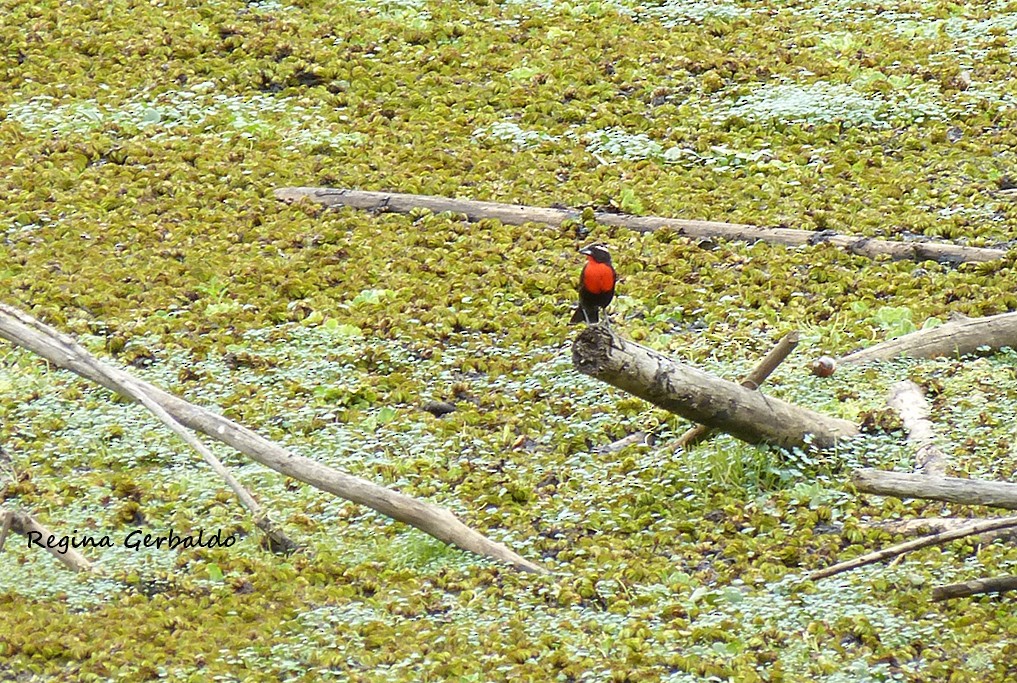 White-browed Meadowlark - ML644174124
