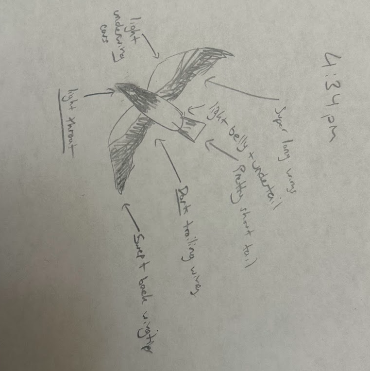 Buteo, unbestimmt - ML644174127