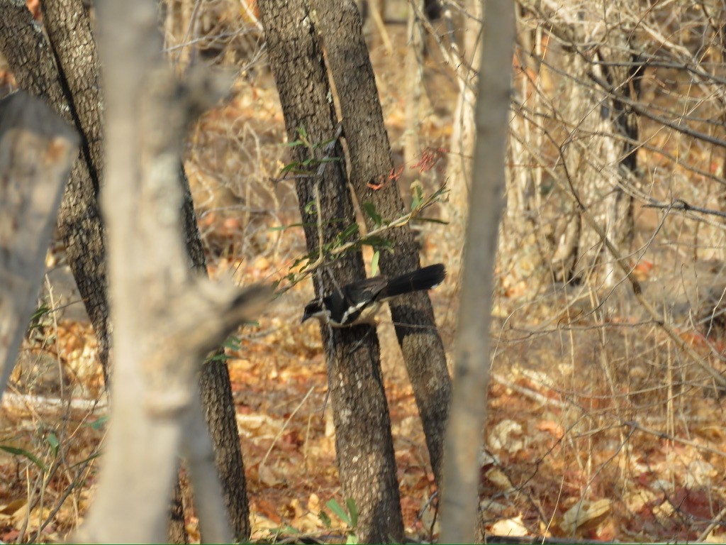 Tropical Boubou - ML644174129