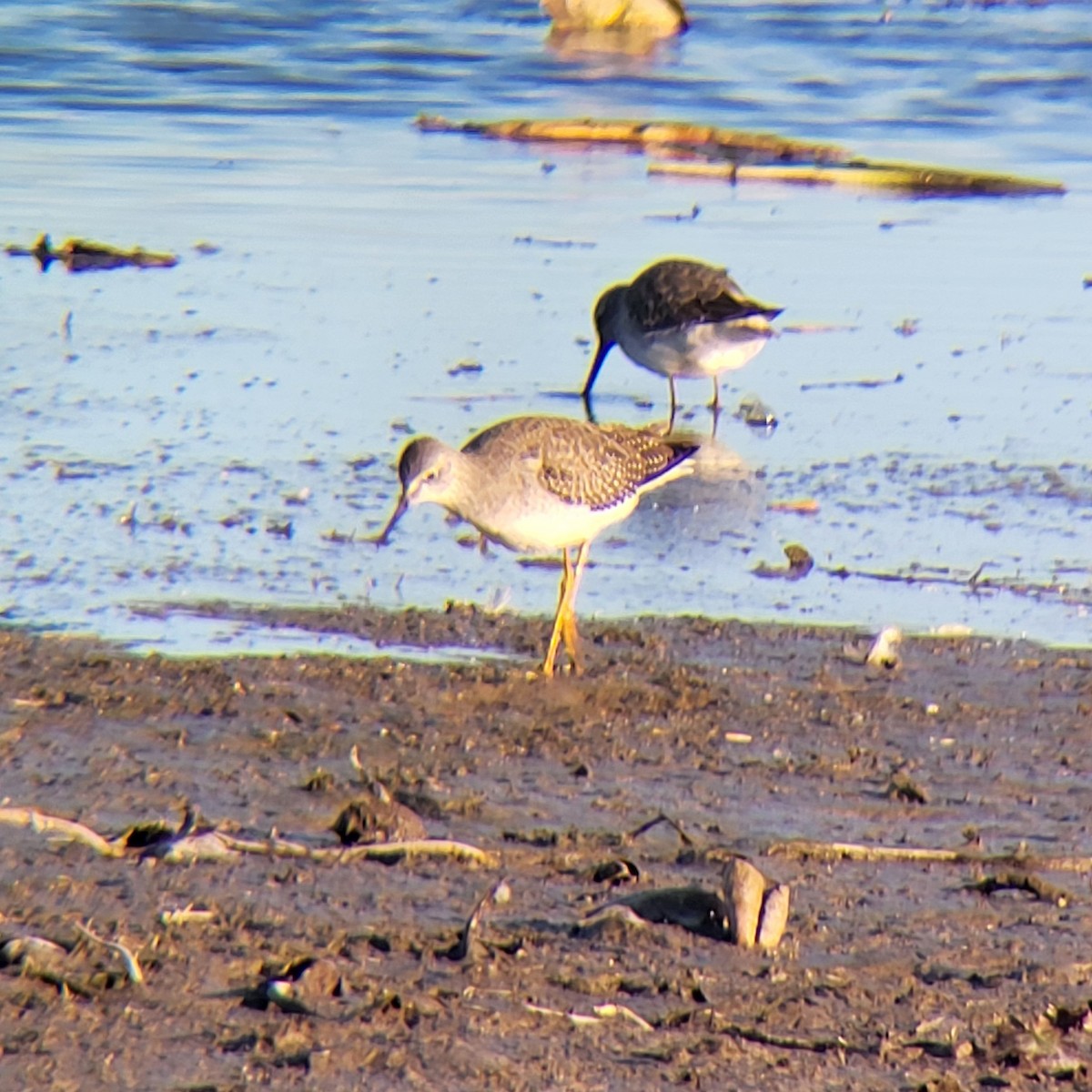Lesser Yellowlegs - ML644174146
