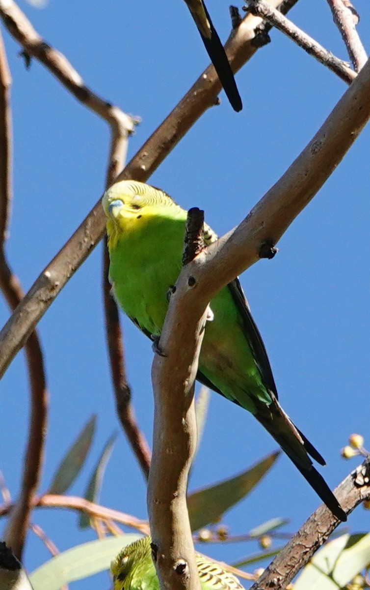 Budgerigar - ML644174147