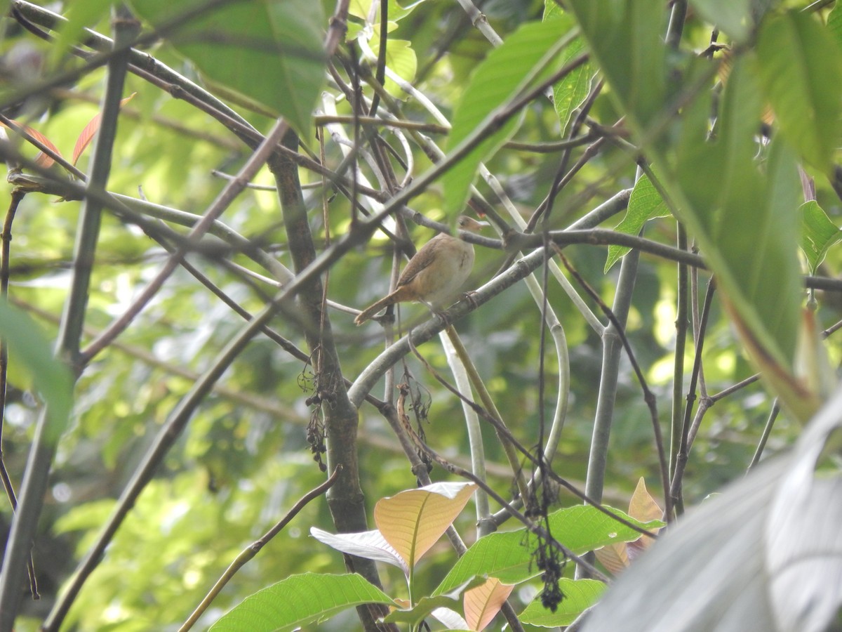 Southern House Wren - ML644174149