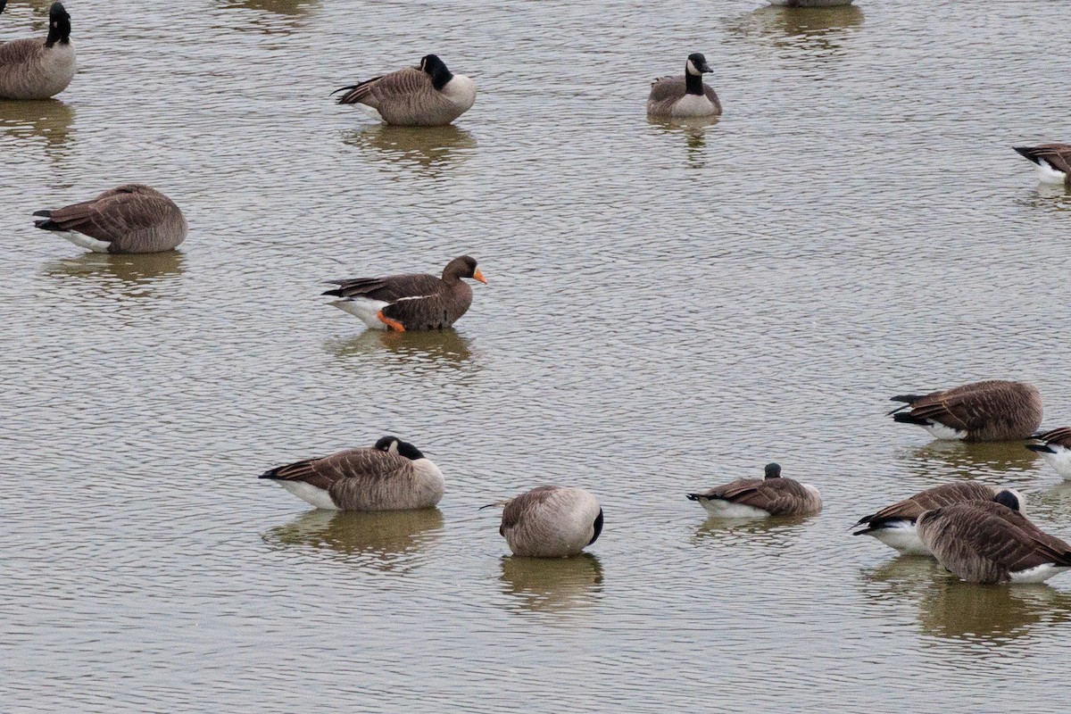 Greater White-fronted Goose - ML644174150