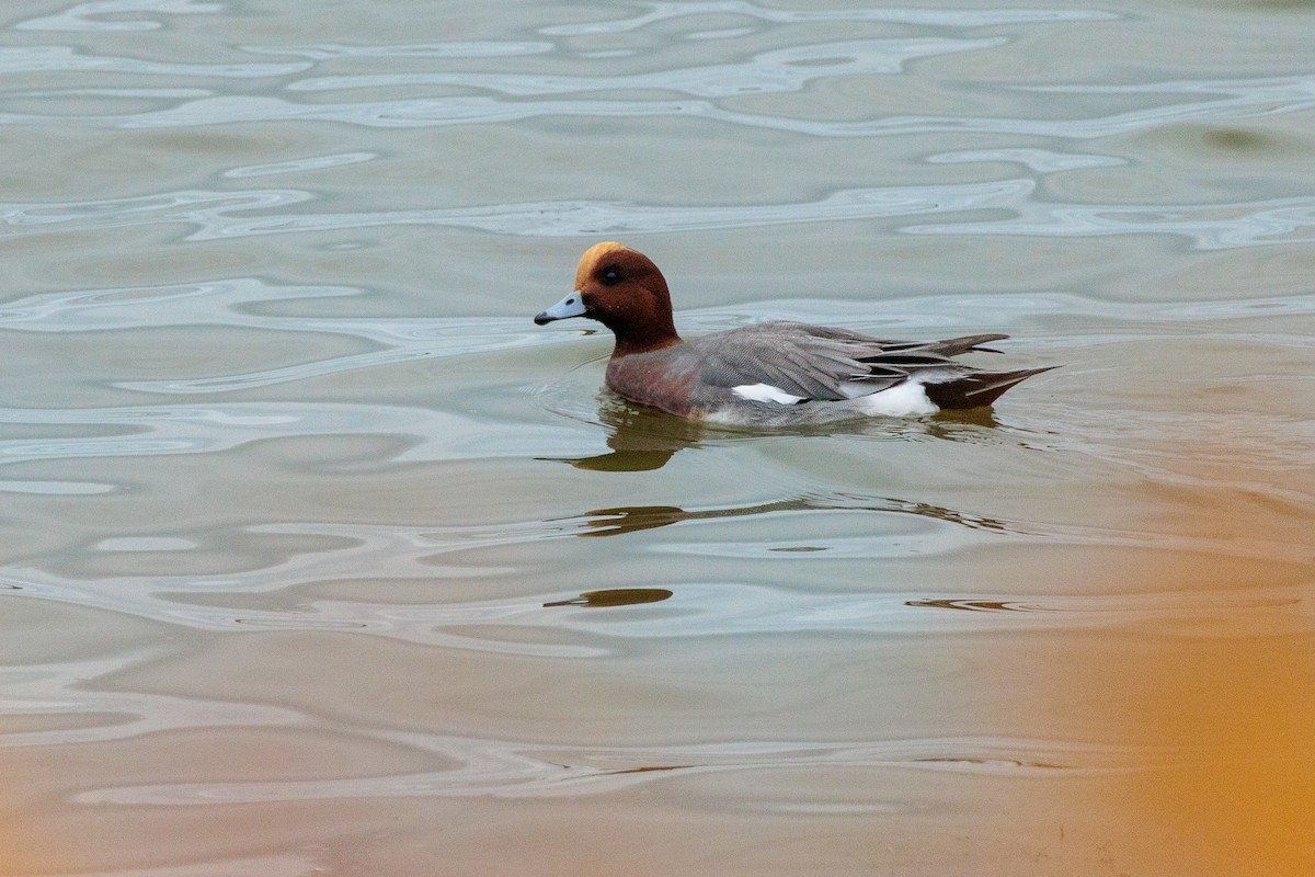 Eurasian Wigeon - ML644174167
