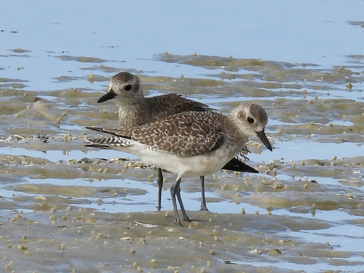 Kiebitzregenpfeifer - ML644174168