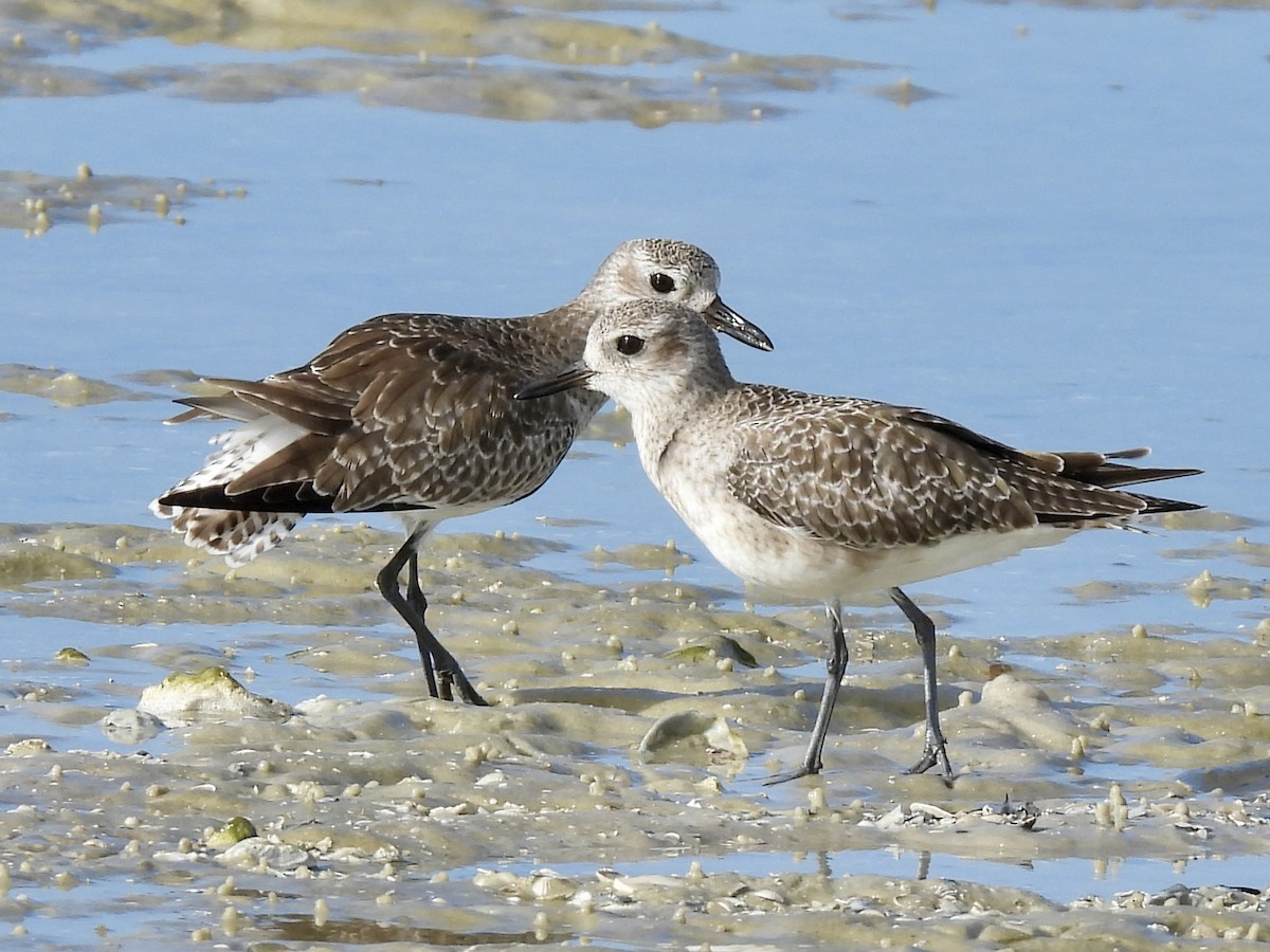 Kiebitzregenpfeifer - ML644174172