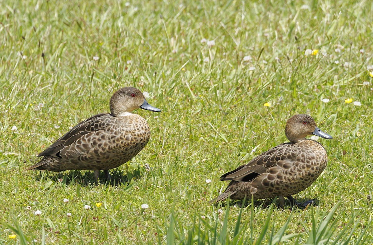 Gray Teal - ML644174183