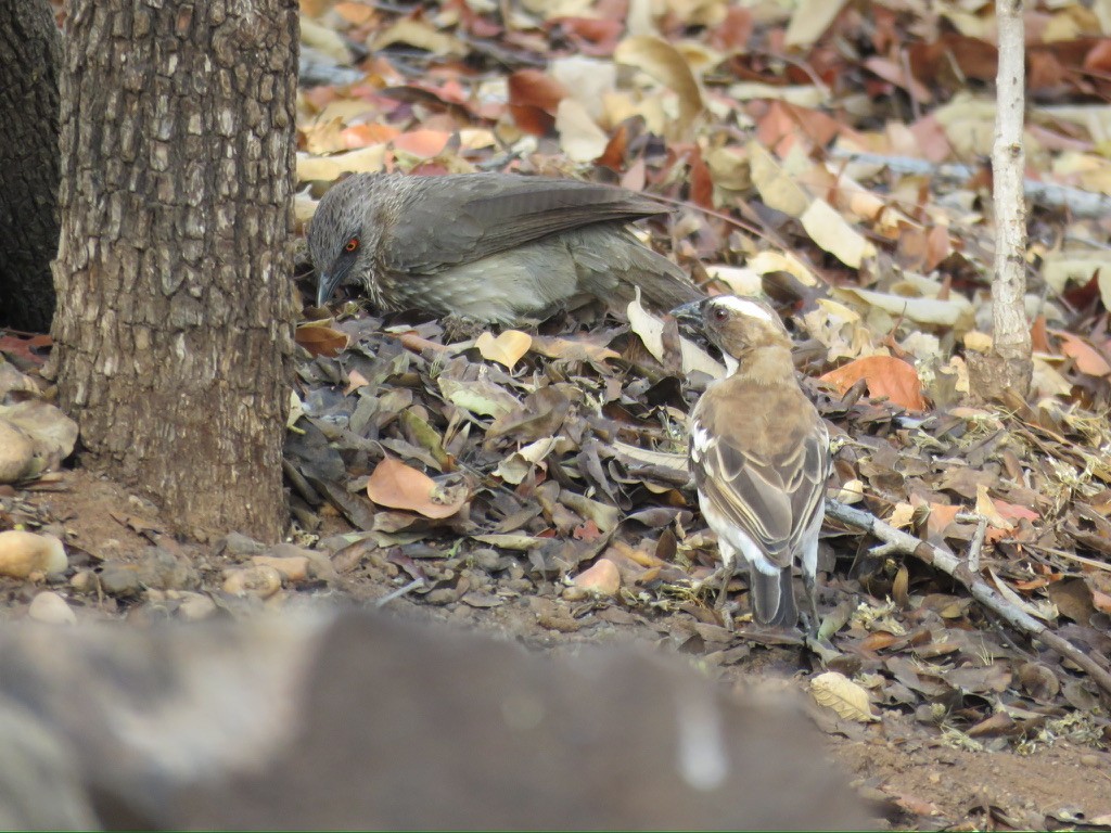 Arrow-marked Babbler - ML644174184