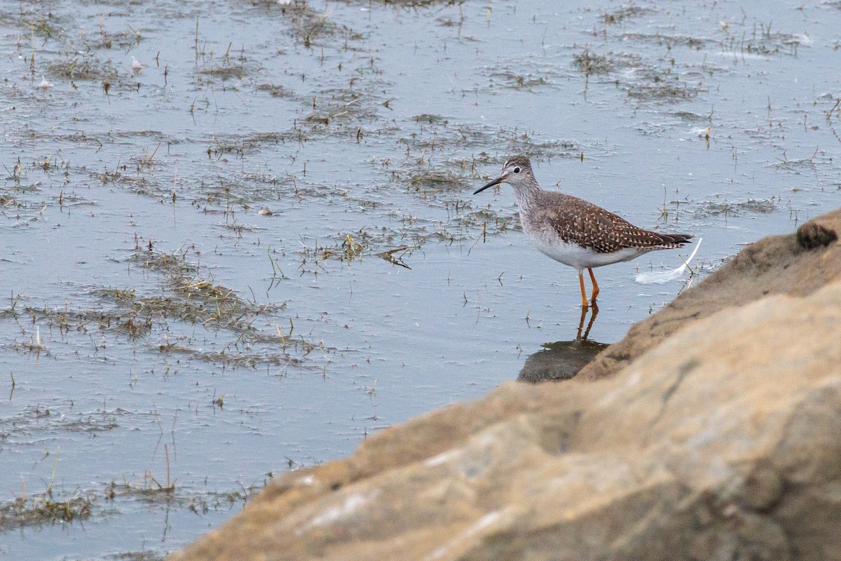 Lesser Yellowlegs - ML644174185