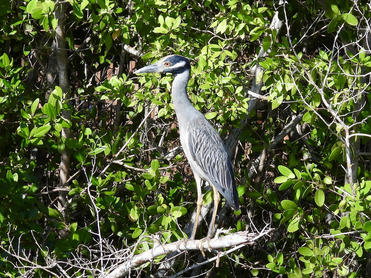 Krabbenreiher - ML644174195