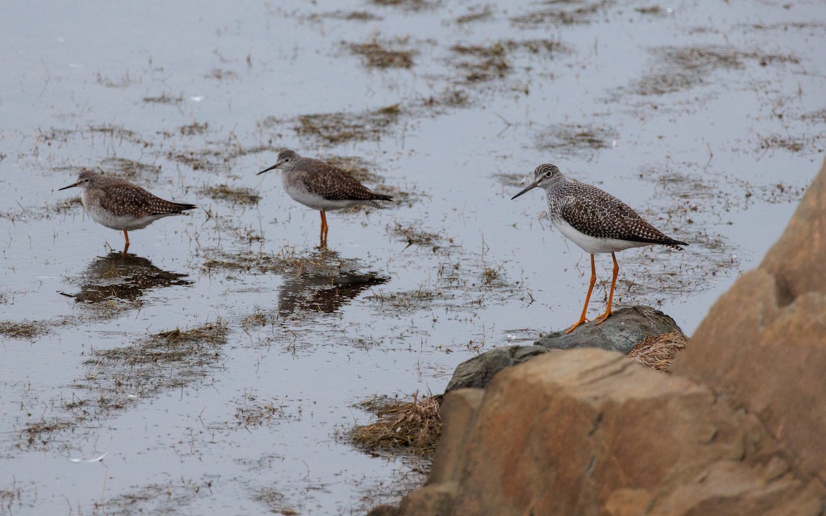 Greater Yellowlegs - ML644174196