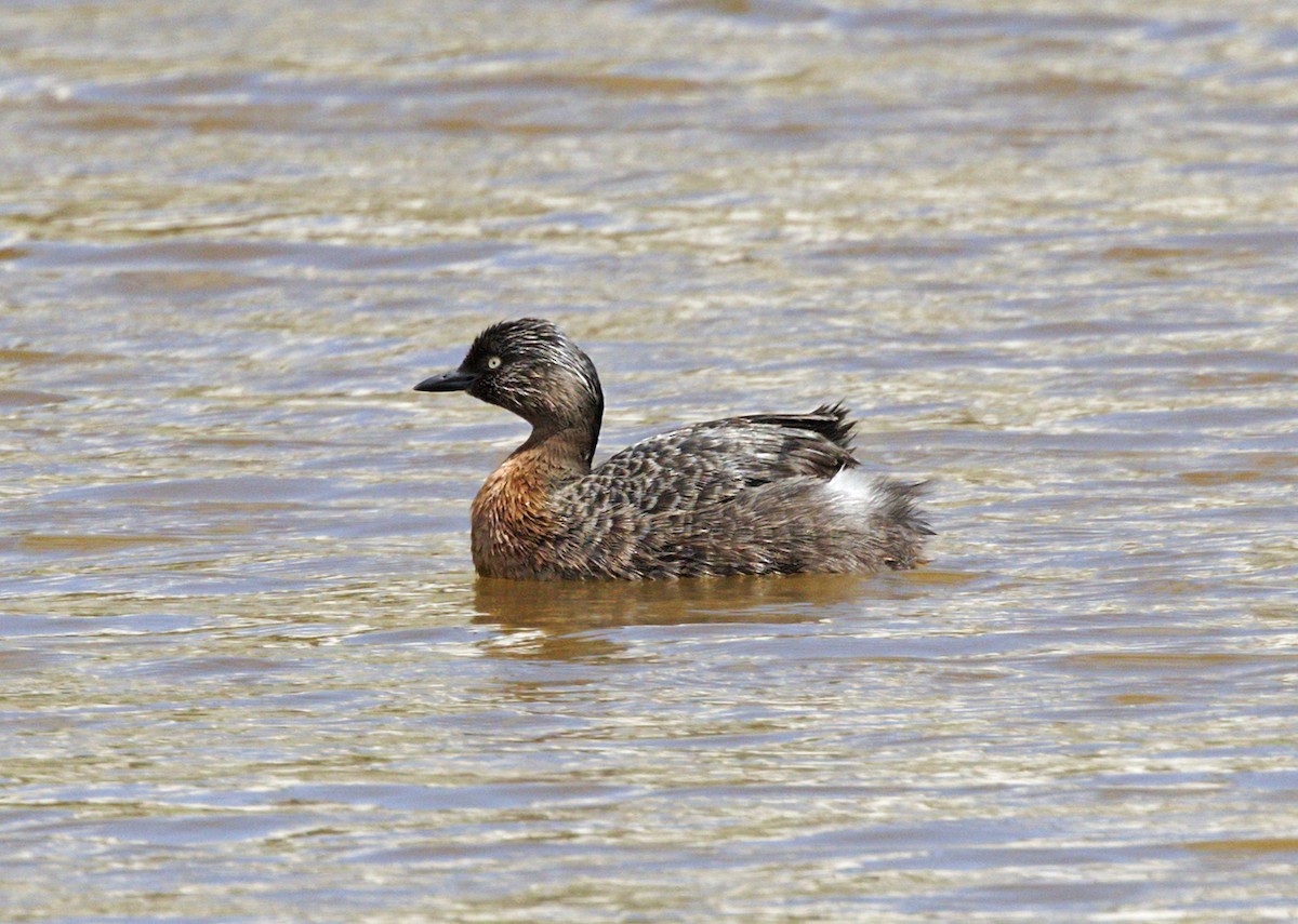 New Zealand Grebe - ML644174214