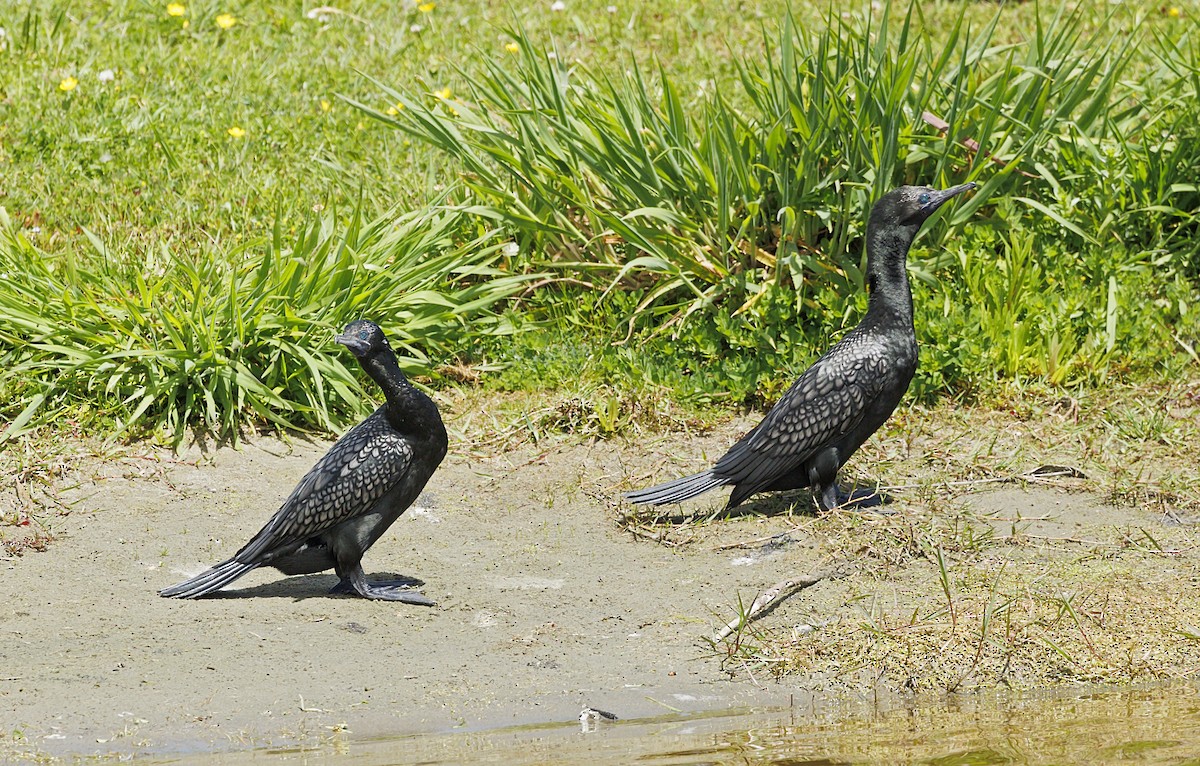 Little Black Cormorant - ML644174233