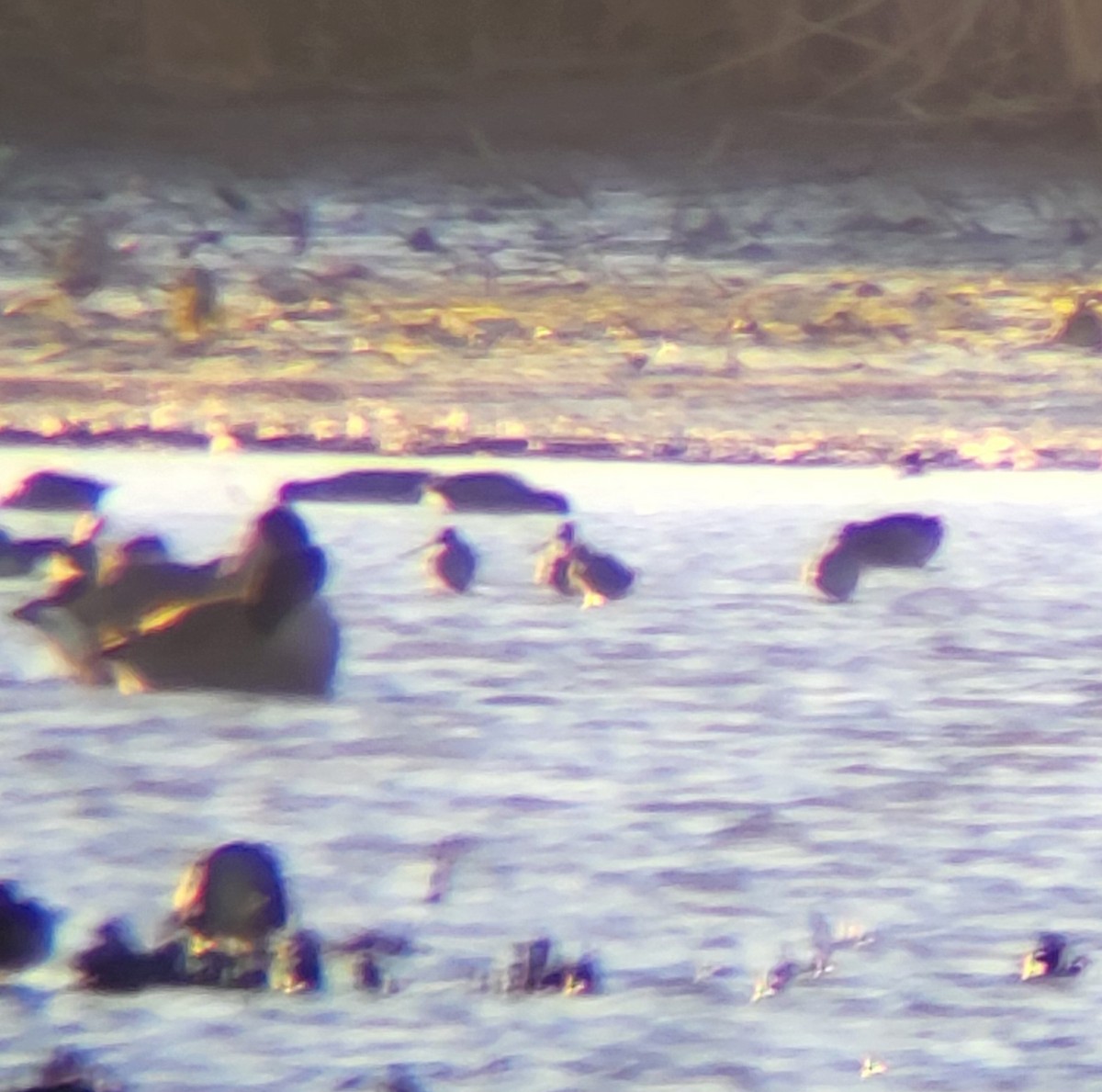 Long-billed Dowitcher - ML644174236