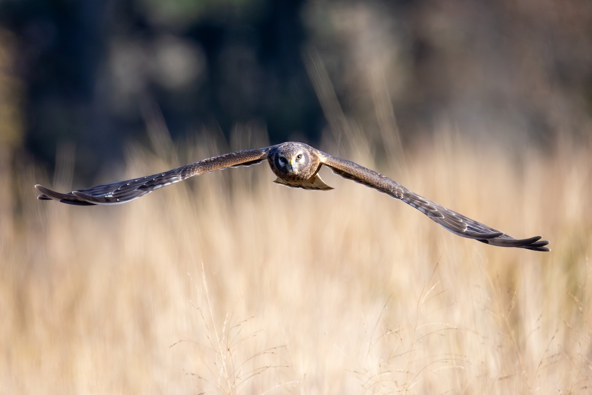 Northern Harrier - ML644174250