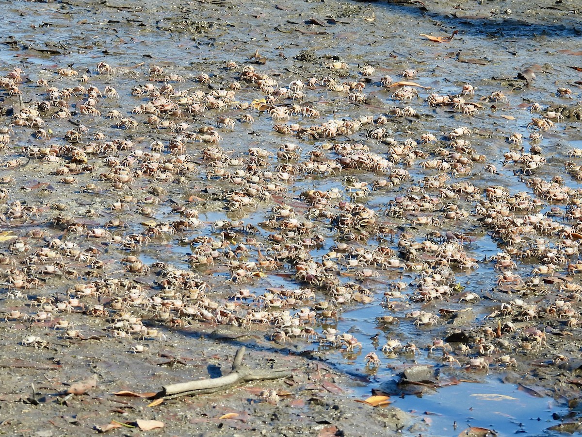 Crustaceans - ML644174267