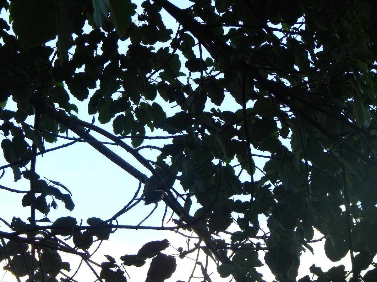 Ringed Kingfisher - ML644174281