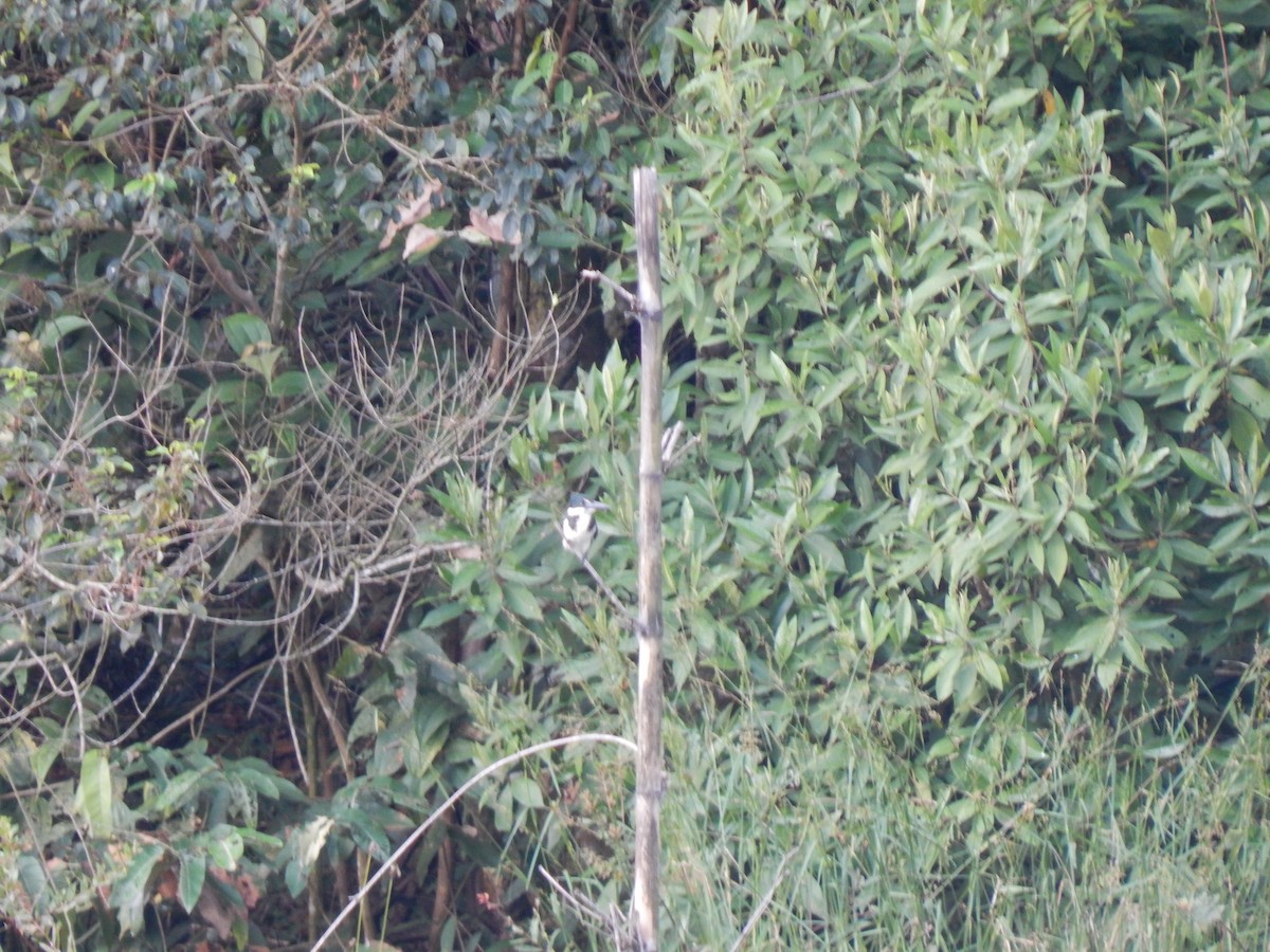 Ringed Kingfisher - ML644174283