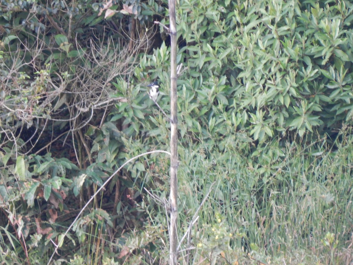 Ringed Kingfisher - ML644174284