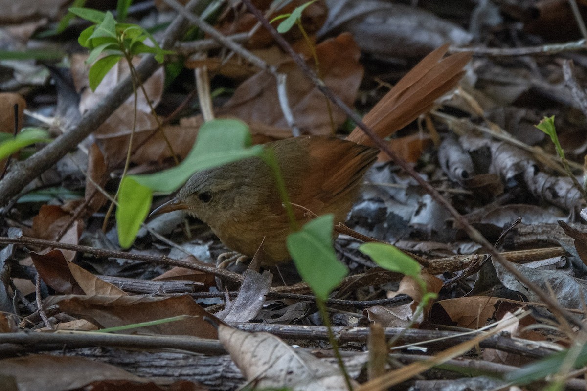 White-lored Spinetail - ML644174297
