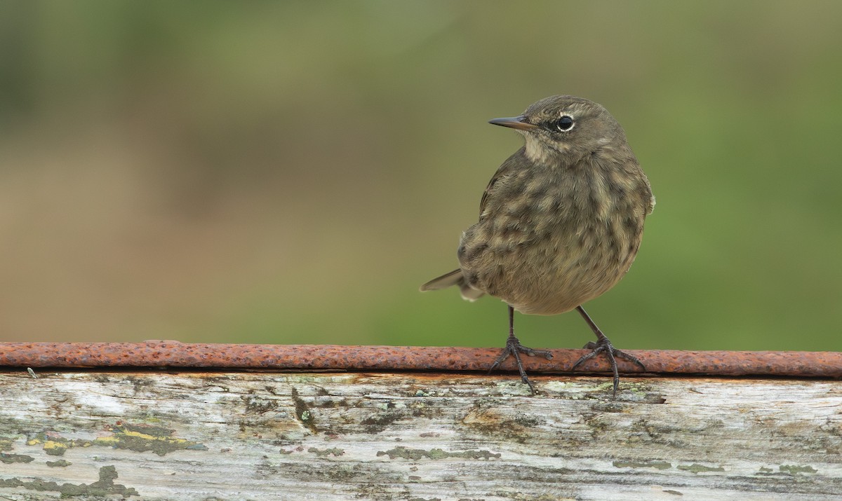 Rock Pipit - ML644174344