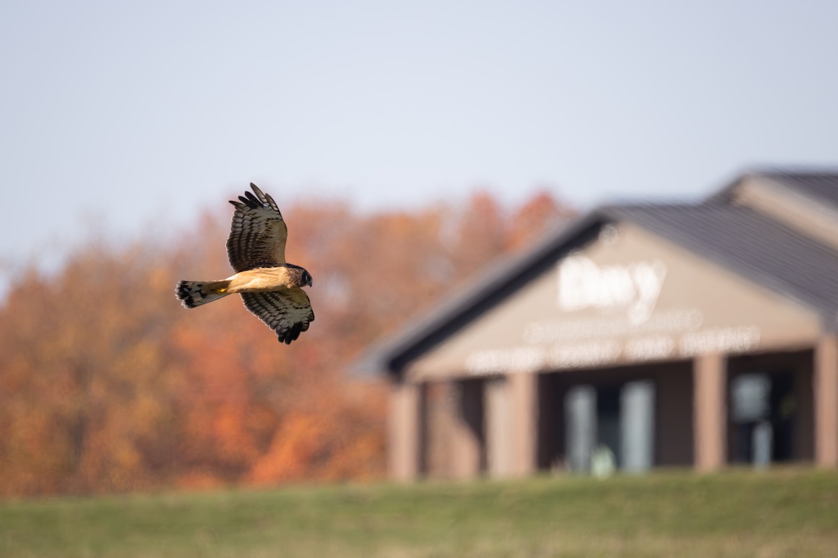 Northern Harrier - ML644174357