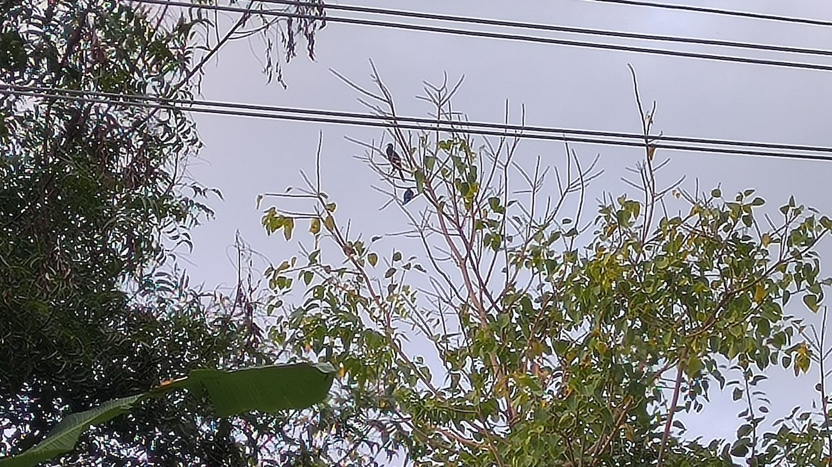 アジアコビトウ - ML644174365