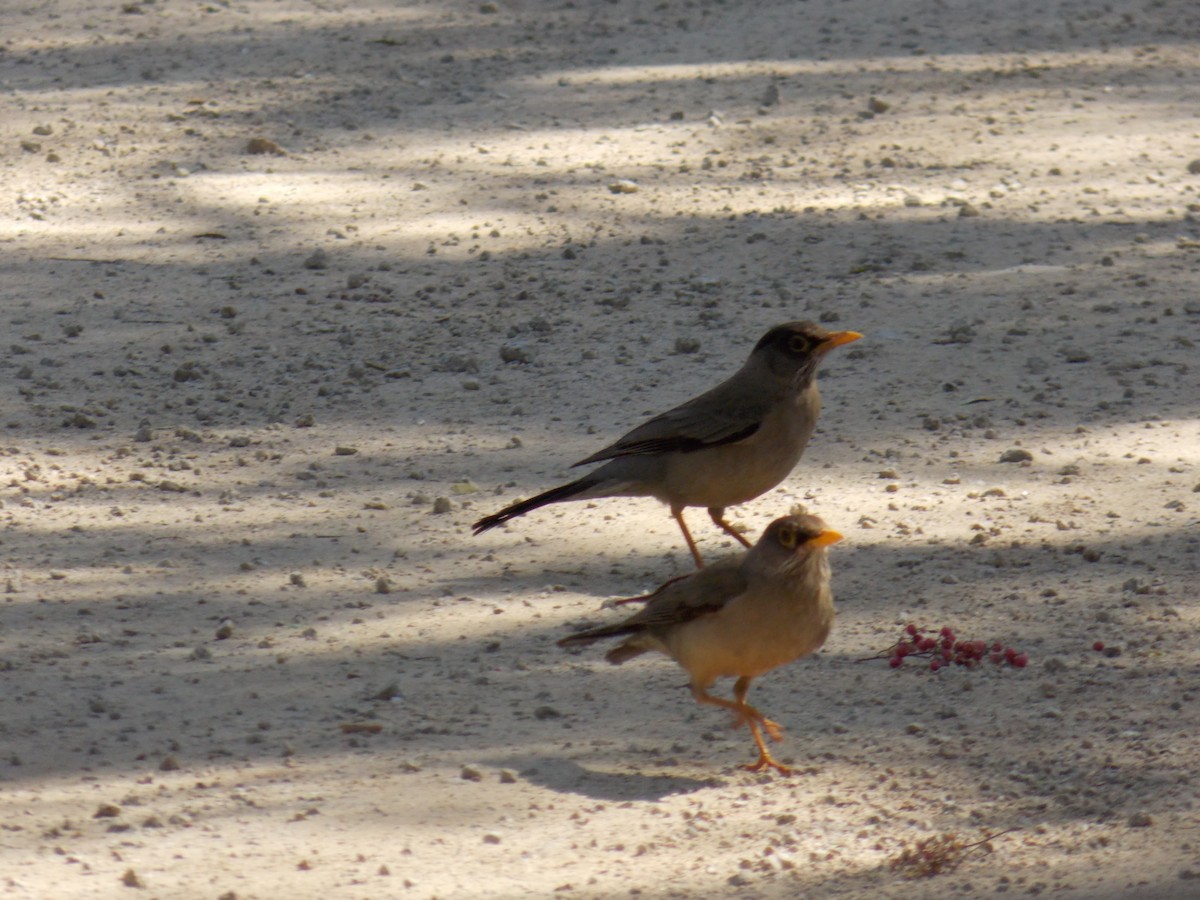 Austral Thrush - ML644174368