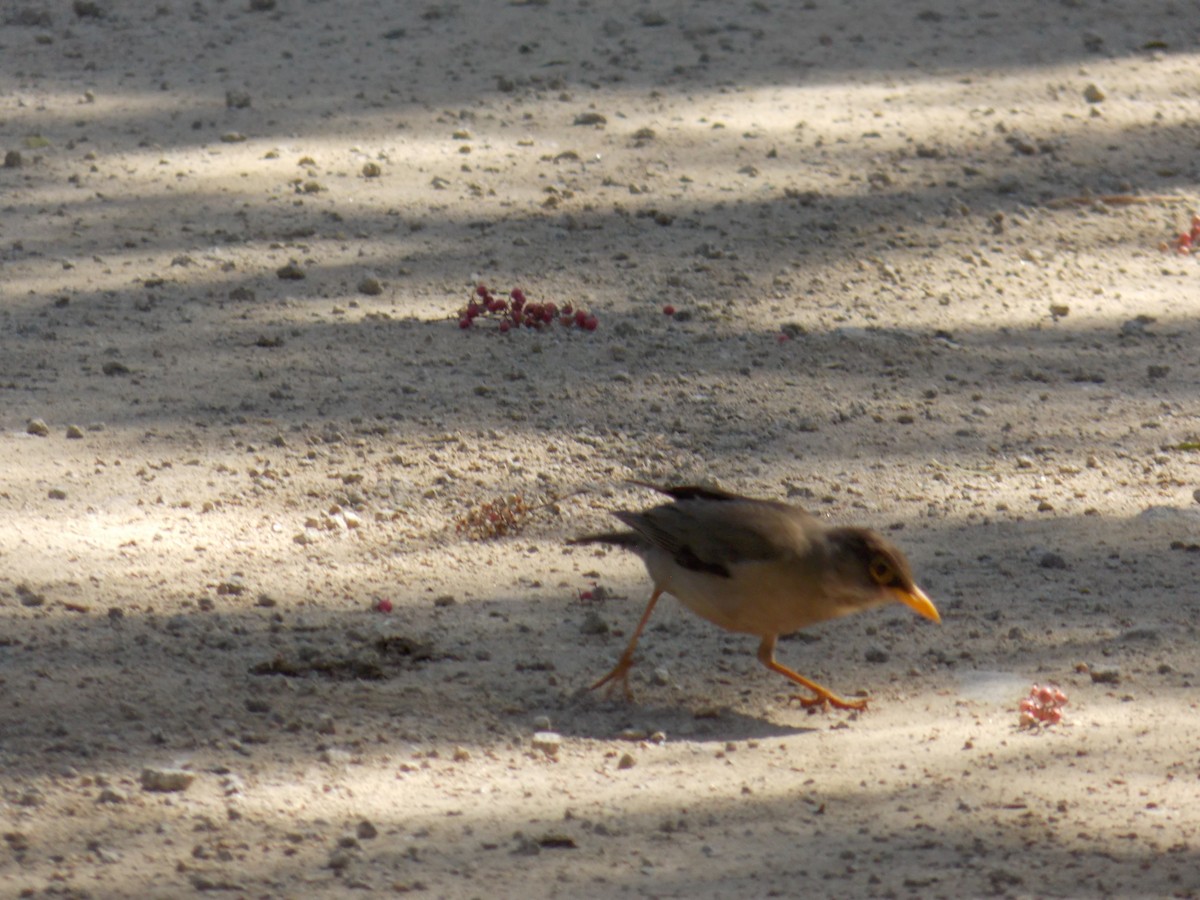 Austral Thrush - ML644174369