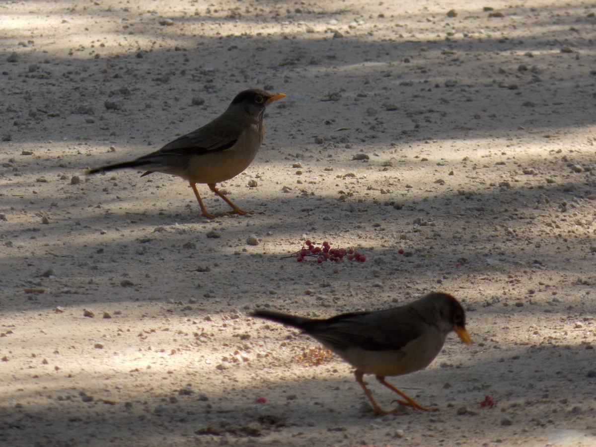 Austral Thrush - ML644174370