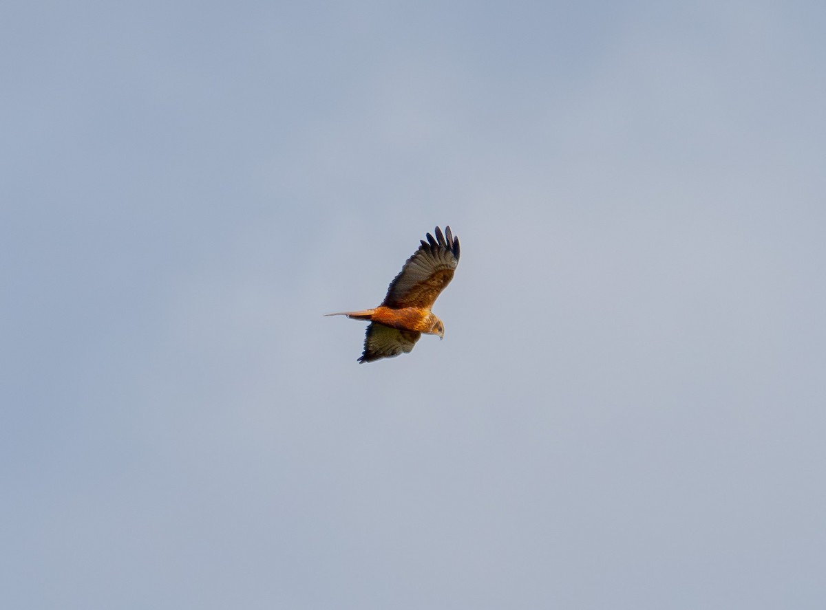 ヨーロッパチュウヒ - ML644174380