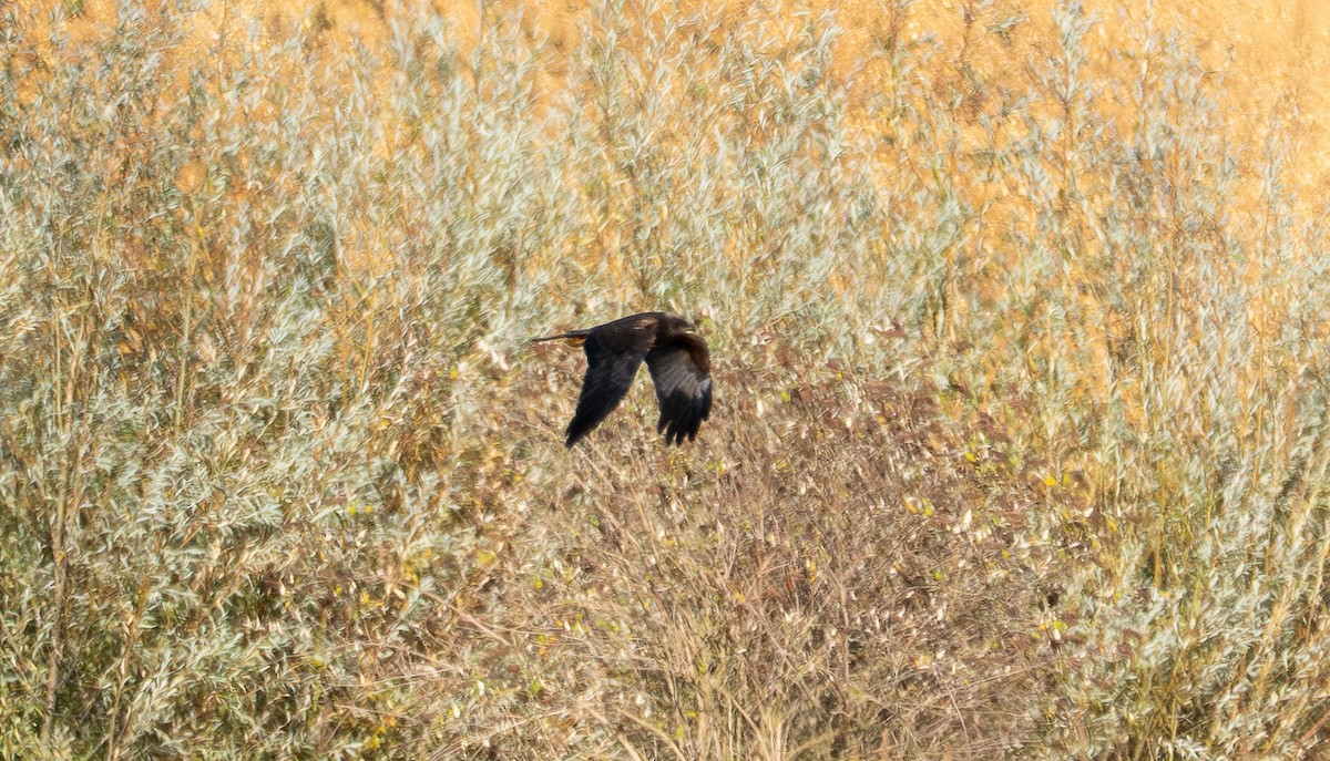 ヨーロッパチュウヒ - ML644174381