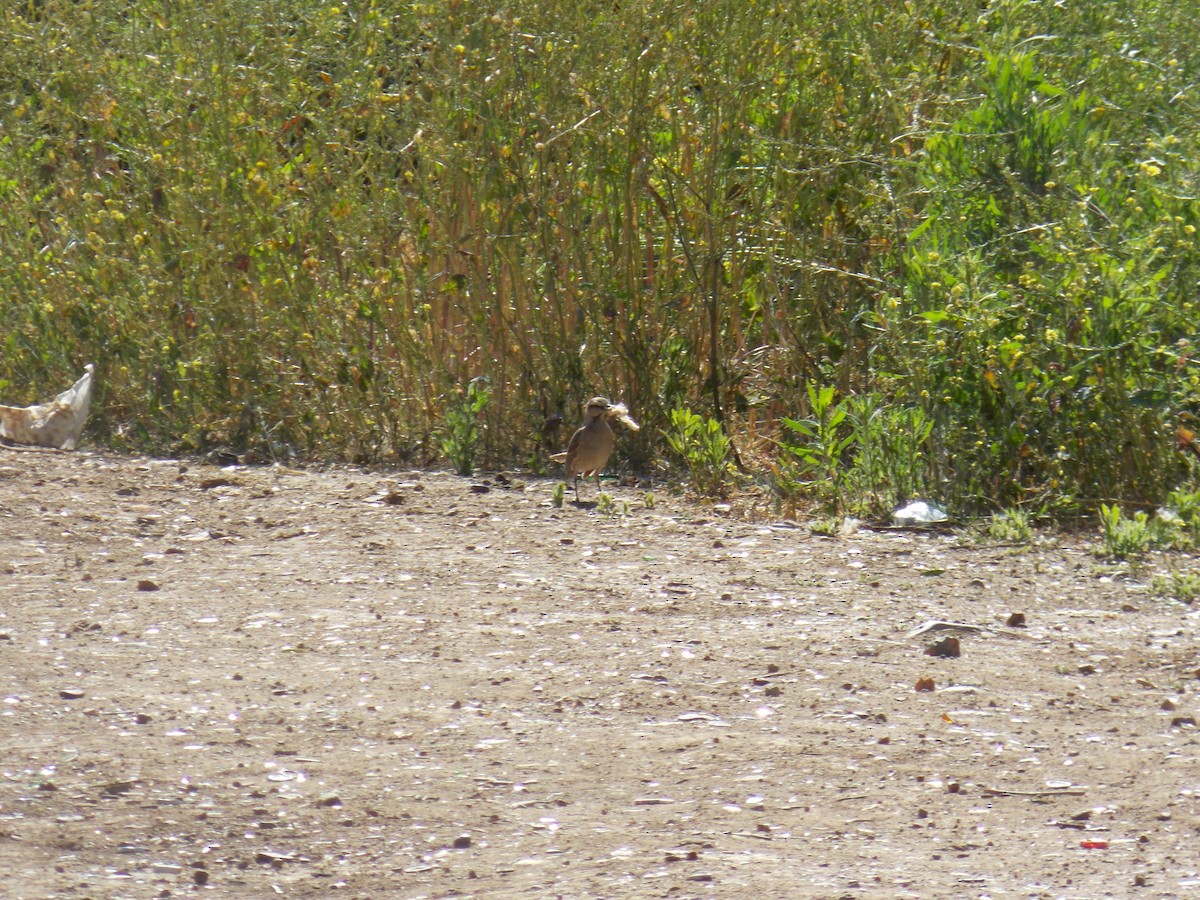 Chilean Mockingbird - ML644174392