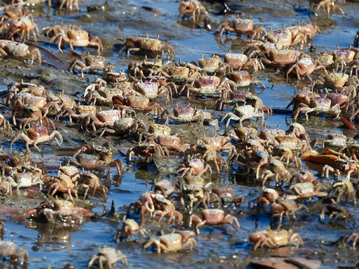 Crustaceans - ML644174393