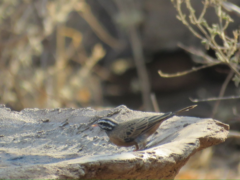 Cinnamon-breasted Bunting - ML644174394