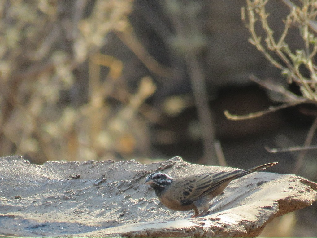 Cinnamon-breasted Bunting - ML644174395