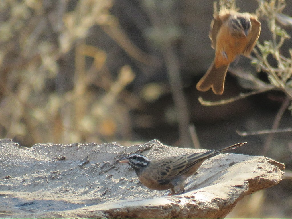 Cinnamon-breasted Bunting - ML644174396