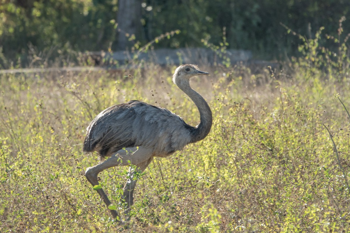 Greater Rhea - ML644174397