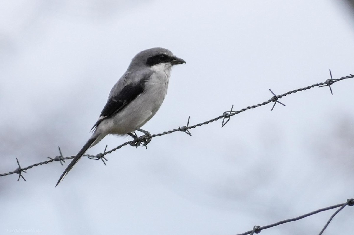 Loggerhead Shrike - ML644174399