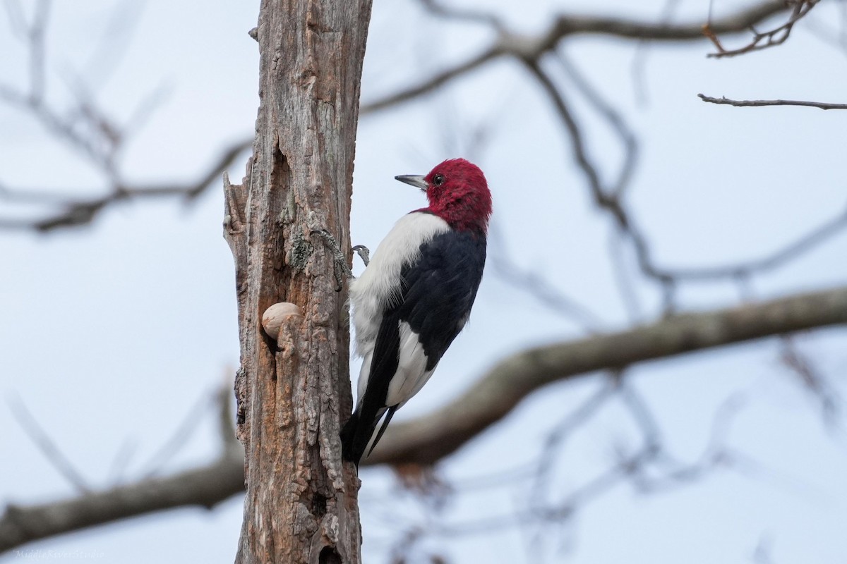 Red-headed Woodpecker - ML644174419