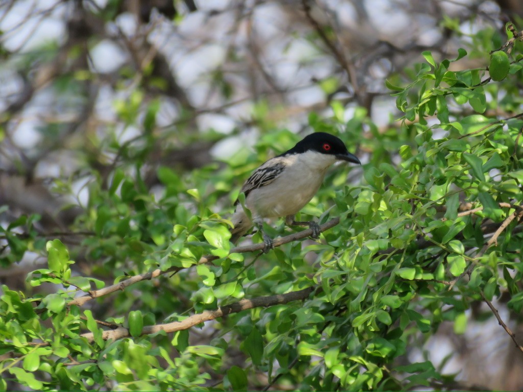 Black-backed Puffback - ML644174469